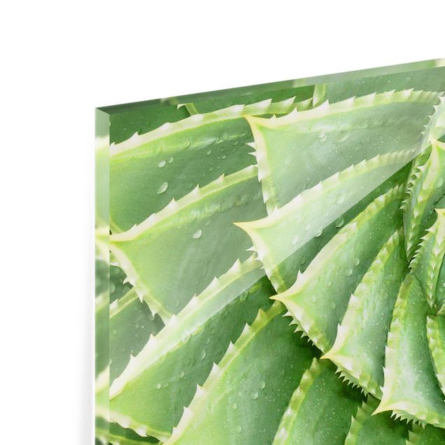 Painel anti-salpicos de cozinha Spiral Aloe