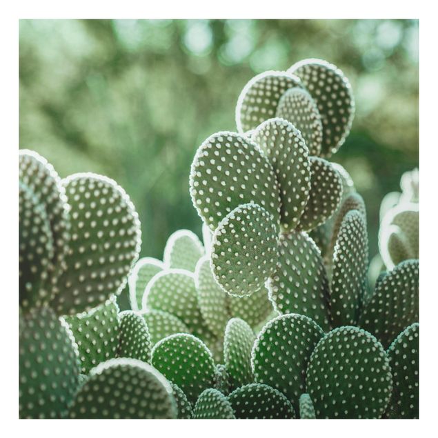 Quadros florais Cacti