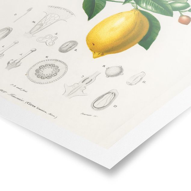 Quadros em amarelo Botany Vintage Illustration Of Lemon