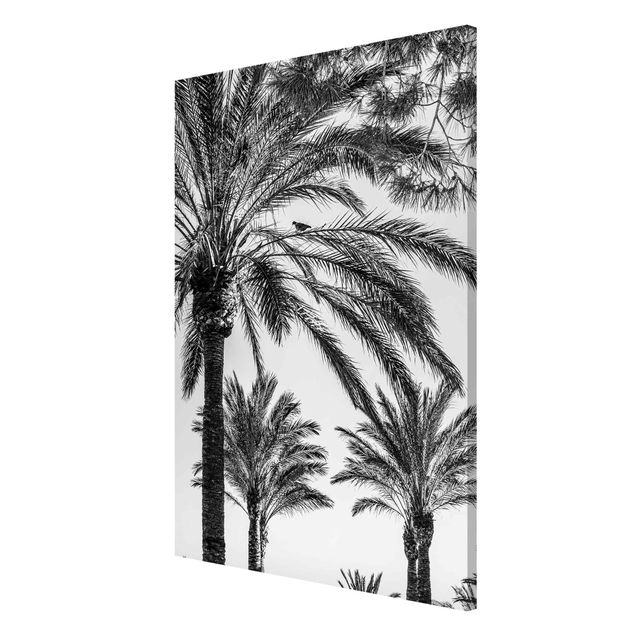 Quadros magnéticos flores Palm Trees At Sunset Black And White