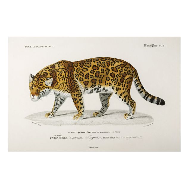 quadro de gato Vintage Board Jaguar