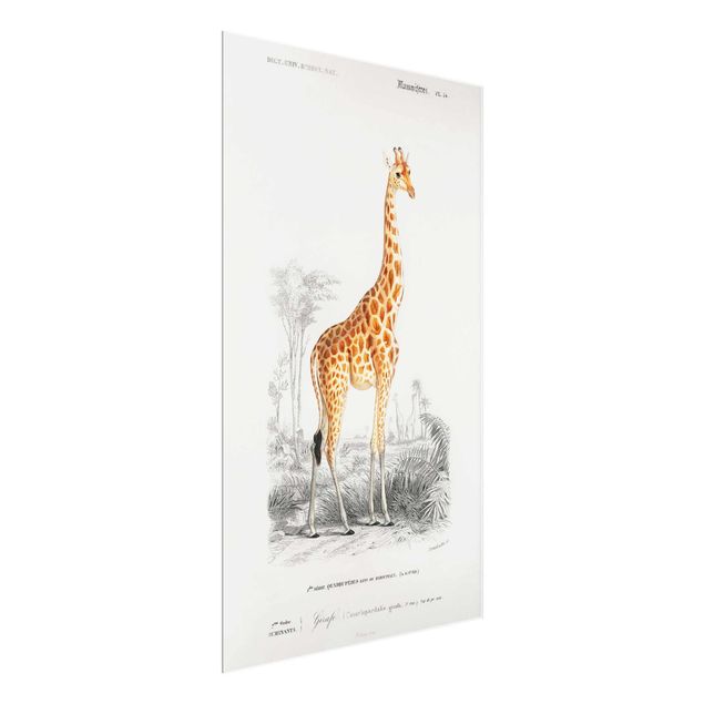 Quadros África Vintage Board Giraffe