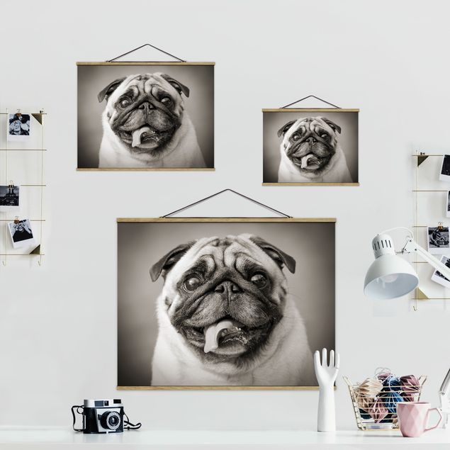 quadros preto e branco para decoração Funny Pug