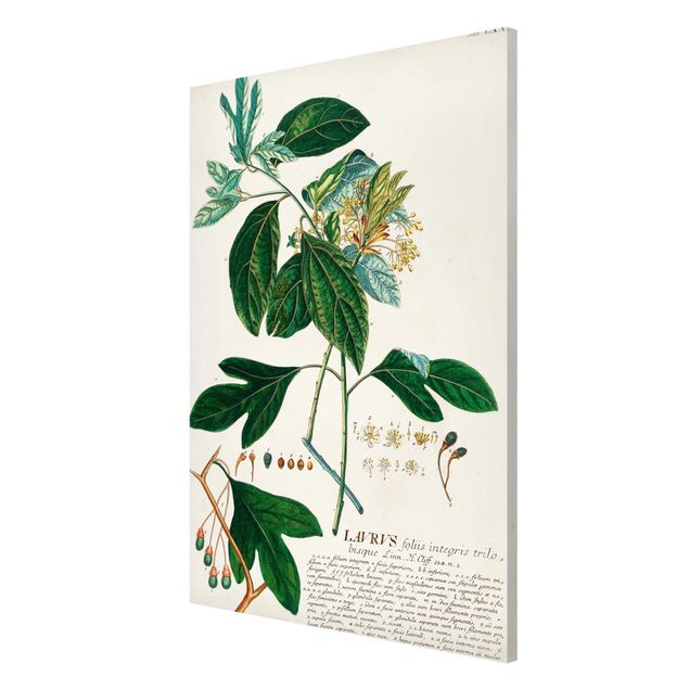 Quadros temperos Vintage Botanical Illustration Laurel