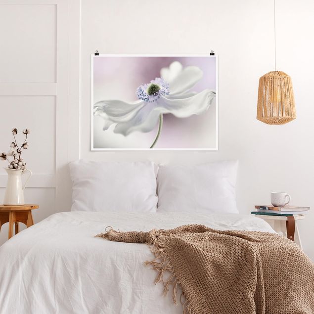 Posters flores Anemone Breeze