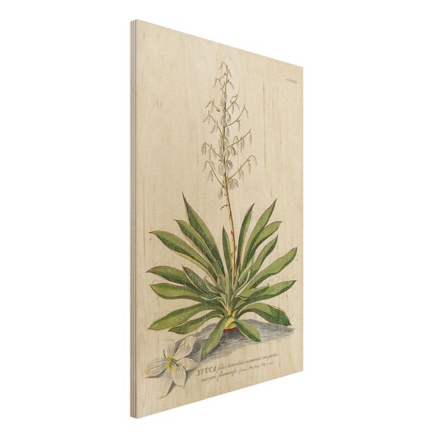 decoraçao para parede de cozinha Vintage Botanical Illustration Yucca