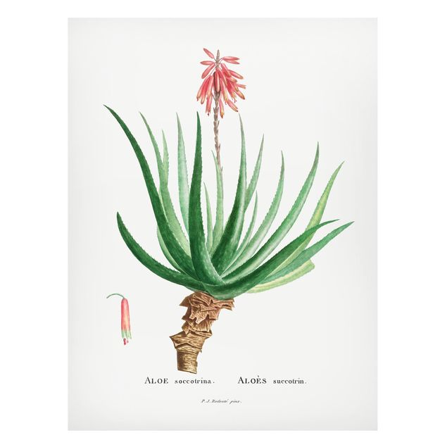Quadros magnéticos flores Botany Vintage Illustration Aloe Pink Blossom
