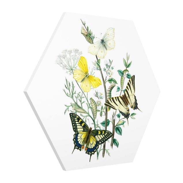 quadros flores British Butterflies III
