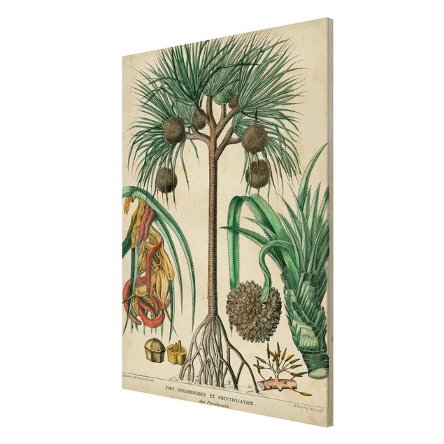 Quadros magnéticos flores Vintage Board Exotic Palms I