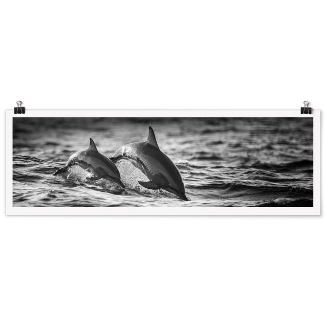 Posters animais Two Jumping Dolphins