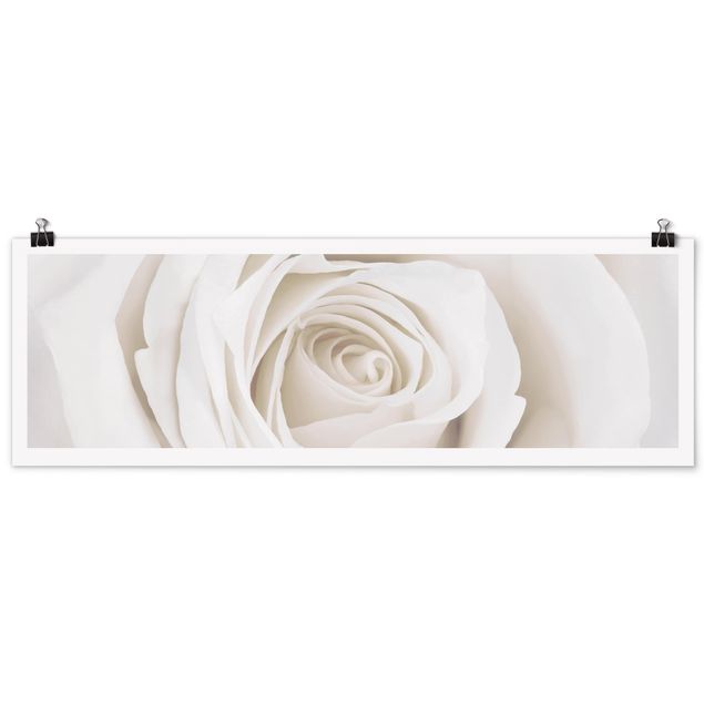 quadros de flores Pretty White Rose