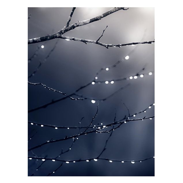 quadro de árvore Drops Of Light On A Branch Of A Birch Tree