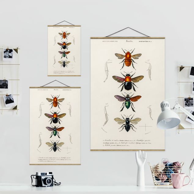 decoração quadros Vintage Board Insects