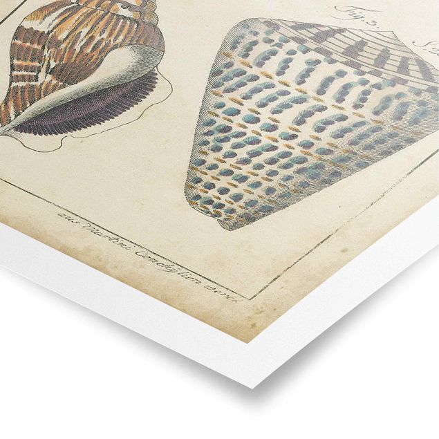 Posters vintage Vintage Conch Drawing Pattern Bunte