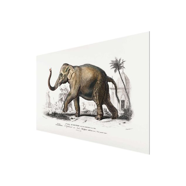 Quadros natureza Vintage Board Elephant