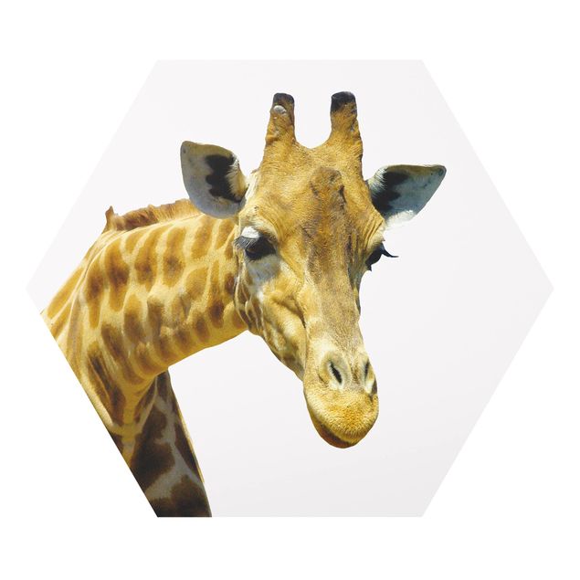 Quadros forex No.21 Prying Giraffe