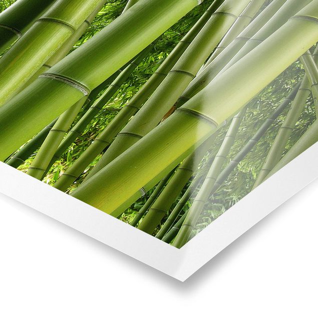 Posters paisagens Bamboo Trees
