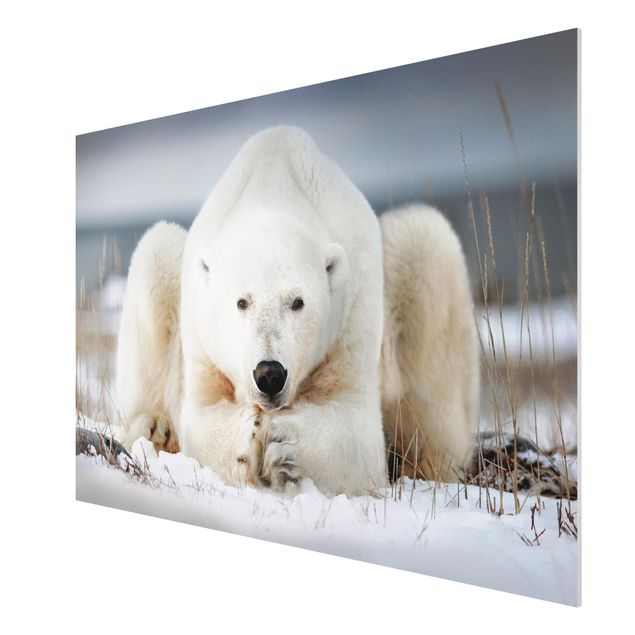 quadros modernos para quarto de casal Contemplative Polar Bear