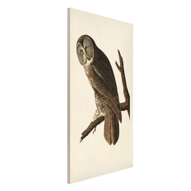 decoraçao para parede de cozinha Vintage Board Great Owl