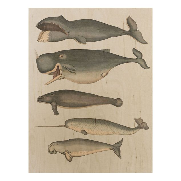 Quadros em madeira vintage Five Vintage Whales