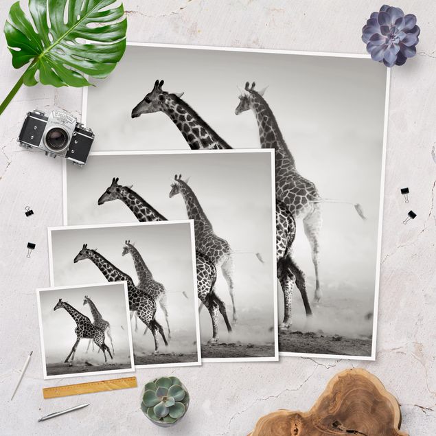 quadros para parede Giraffe Hunt