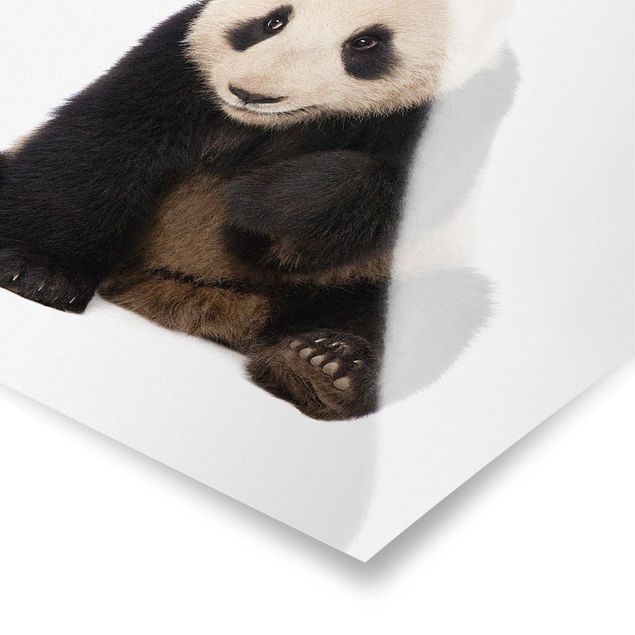 quadro animal Panda Paws