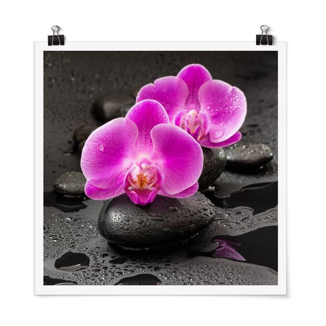 Posters flores Pink Orchid Flower On Stones With Drops