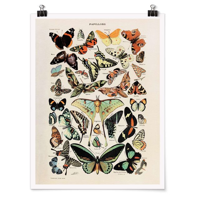 Posters animais Vintage Board Butterflies And Moths