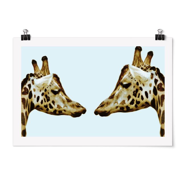 Quadros África Giraffes In Love