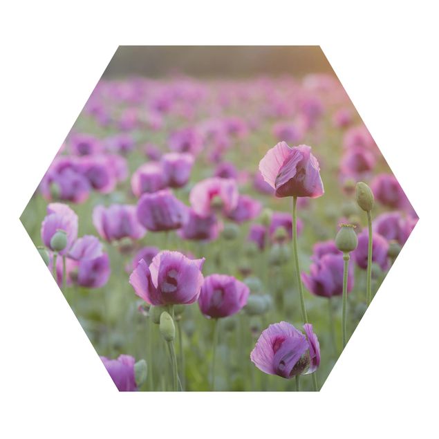 Quadros modernos Purple Poppy Flower Meadow In Spring
