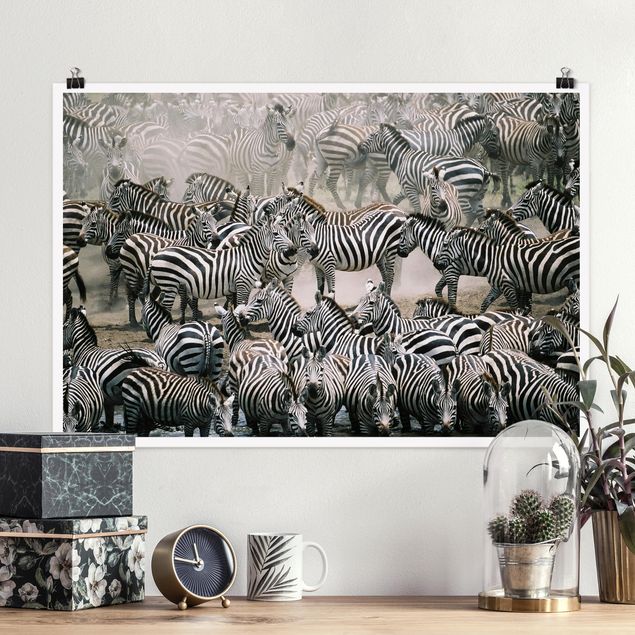 decoraçao para parede de cozinha Zebra Herd