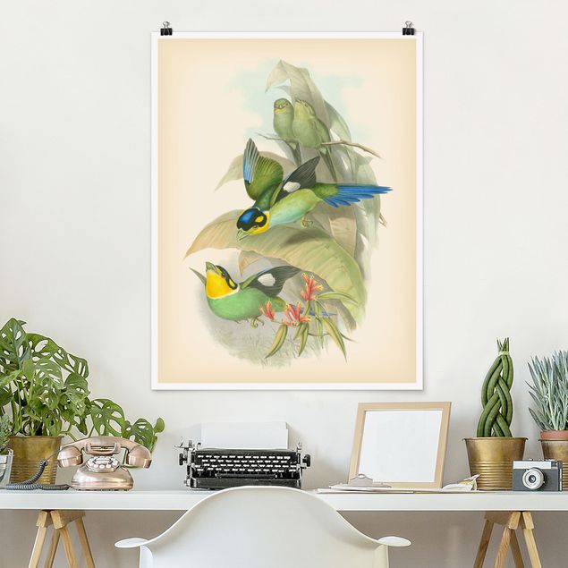 decoraçao cozinha Vintage Illustration Tropical Birds