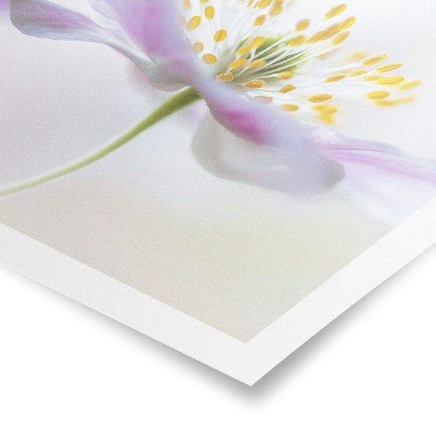 quadros de flores Windflower In White