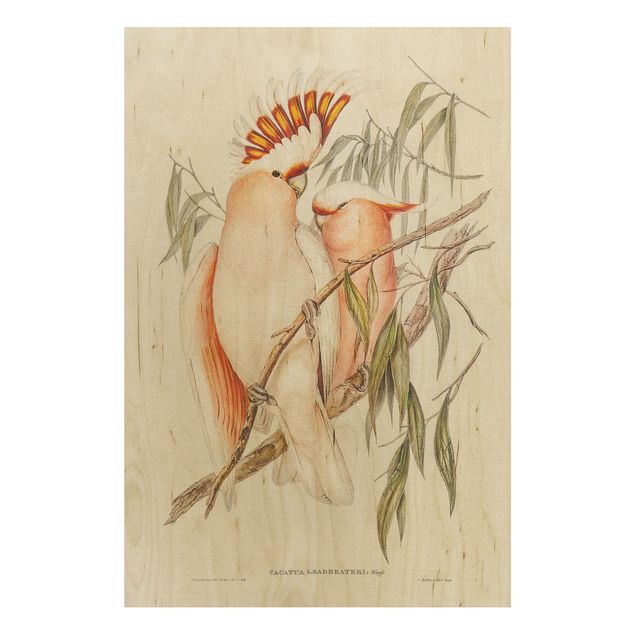 Quadros em madeira flores Vintage Illustration Galah