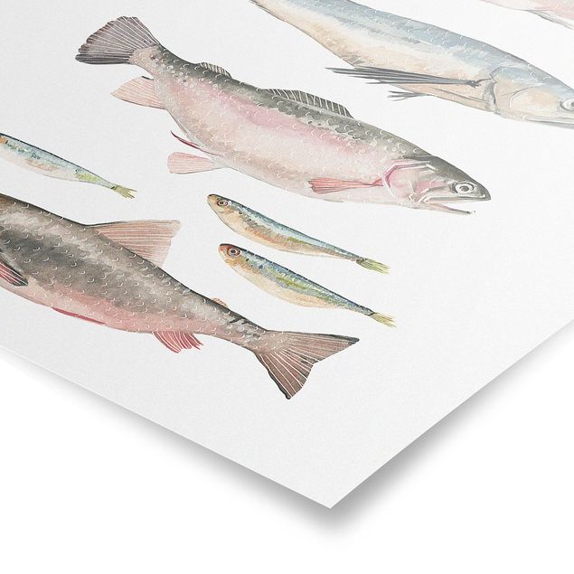 Posters animais Seven Fish In Watercolour I