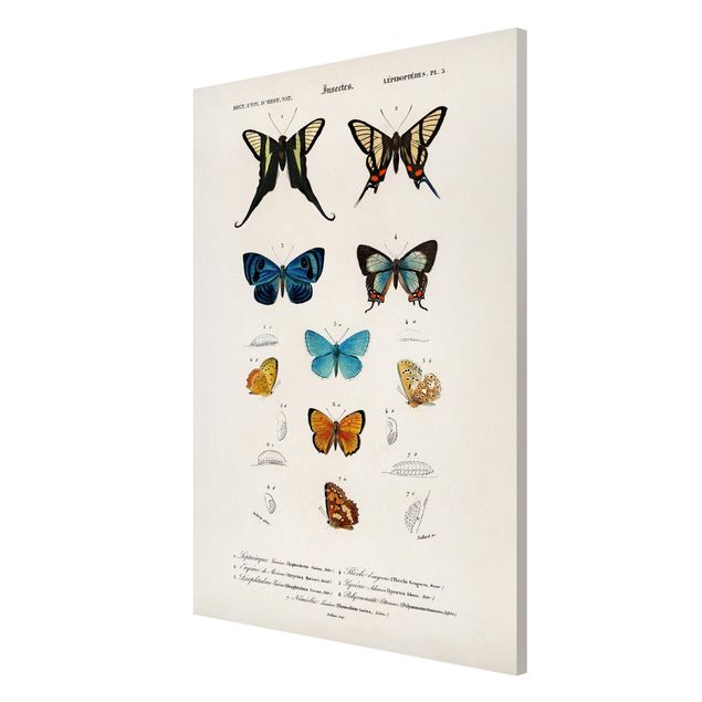 Quadros magnéticos animais Vintage Board Butterflies I