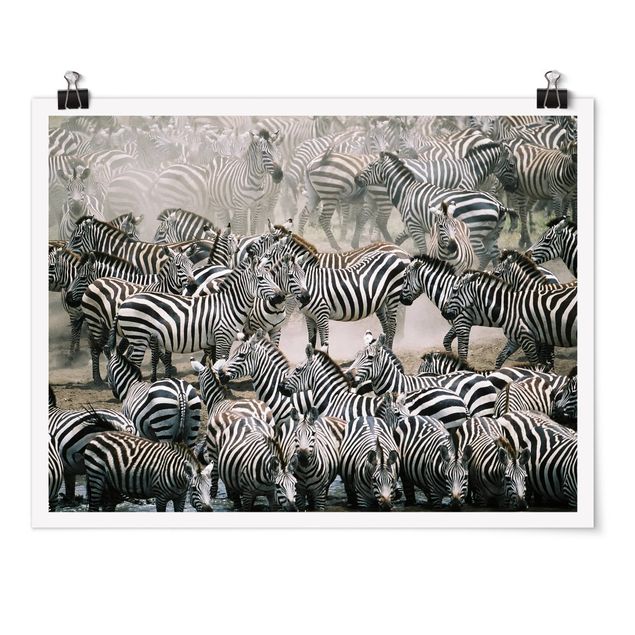 Posters animais Zebra Herd