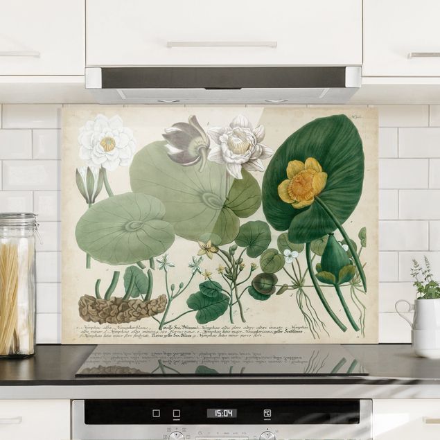 decoraçao cozinha Vintage Illustration White Water-Lily