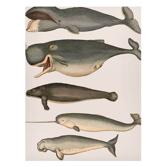 Quadros peixes Five Vintage Whales