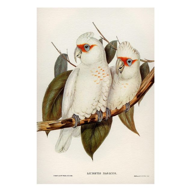 Quadros magnéticos flores Vintage Illustration White Cockatoo