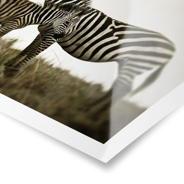 quadros preto e branco para decoração Zebra Couple
