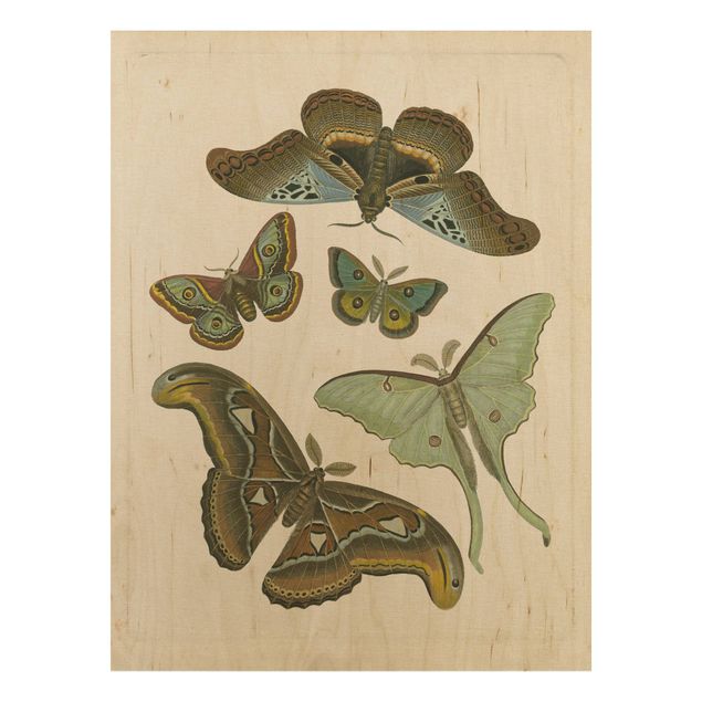 Quadros em madeira vintage Vintage Illustration Exotic Butterflies II
