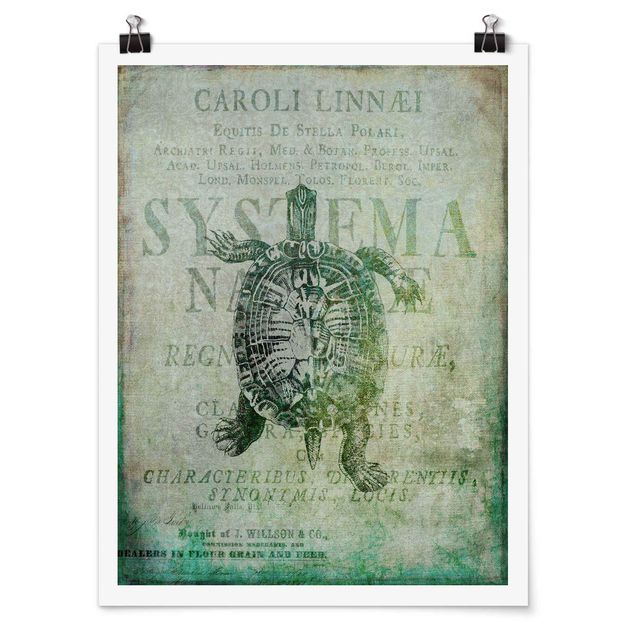 Posters quadros famosos Vintage Collage - Antique Turtle