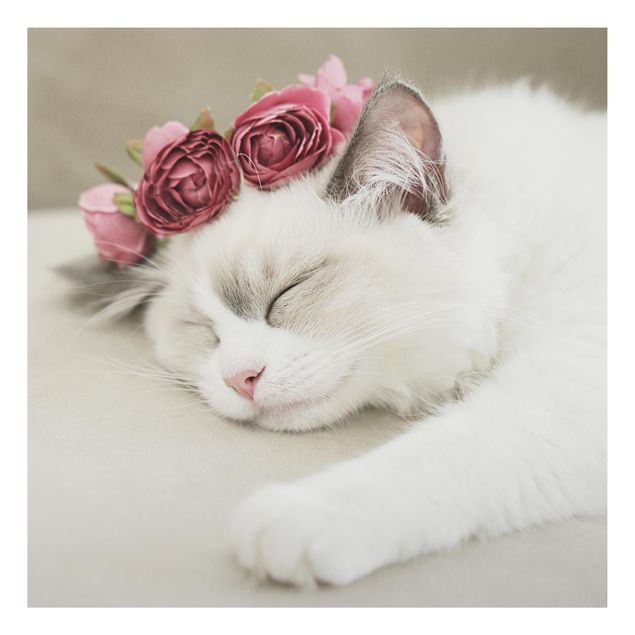 Quadros gatos Sleeping Cat with Roses