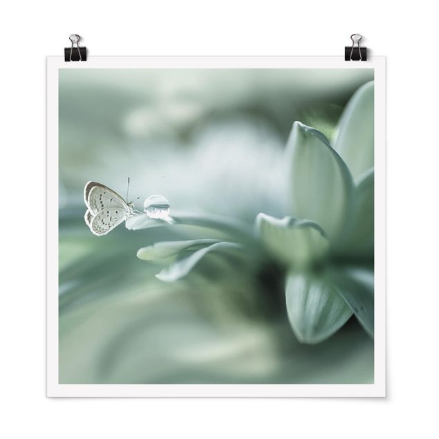Posters flores Butterfly And Dew Drops In Pastel Green
