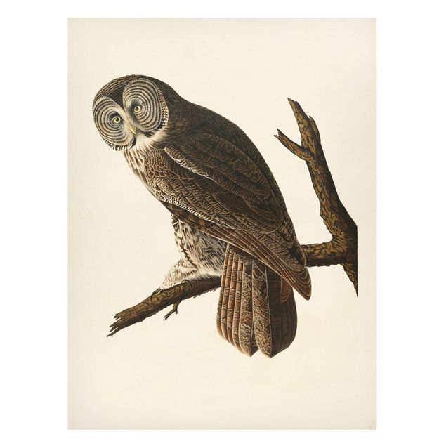 Quadros magnéticos animais Vintage Board Great Owl