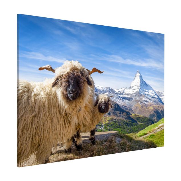 decoraçoes cozinha Blacknose Sheep Of Zermatt