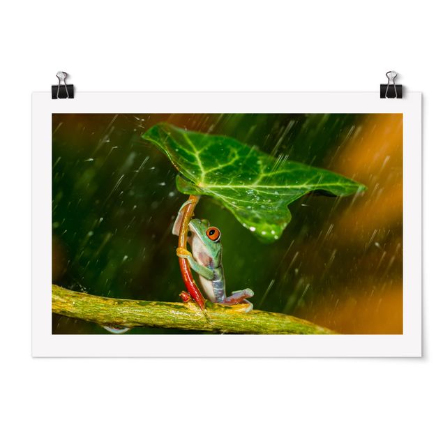 quadros de flores Frog In The Rain