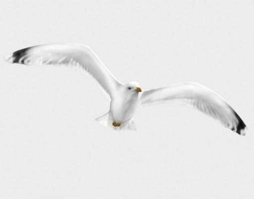 Autocolantes para vidros animais Flying Gull