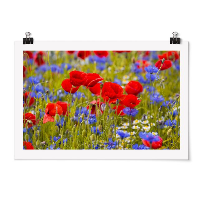 Posters flores Summer Meadow With Poppies And Cornflowers